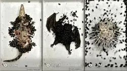 Decomposition Time-lapse videos