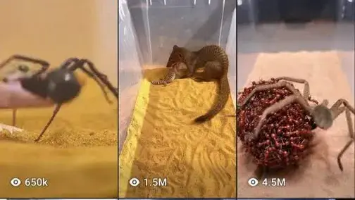 Mini Predator fight videos