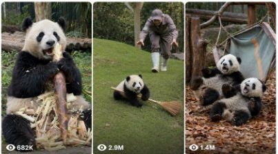 Seedance 2.0 Panda Content
