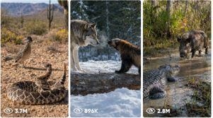 Sandbox Two Animal Fight