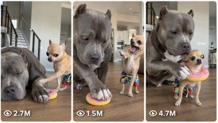 Viral Chihuahua vs American Bully Prank Comedy Video
