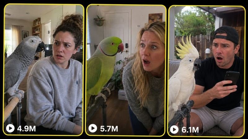 PARROT FUNNY TALK