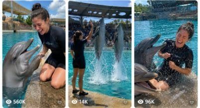 dolphin