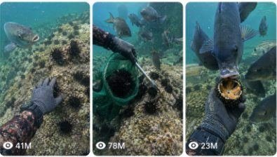 UNDERWATER SEA URCHIN COLLECTION