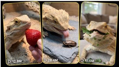 BEARDED DRAGON EATING