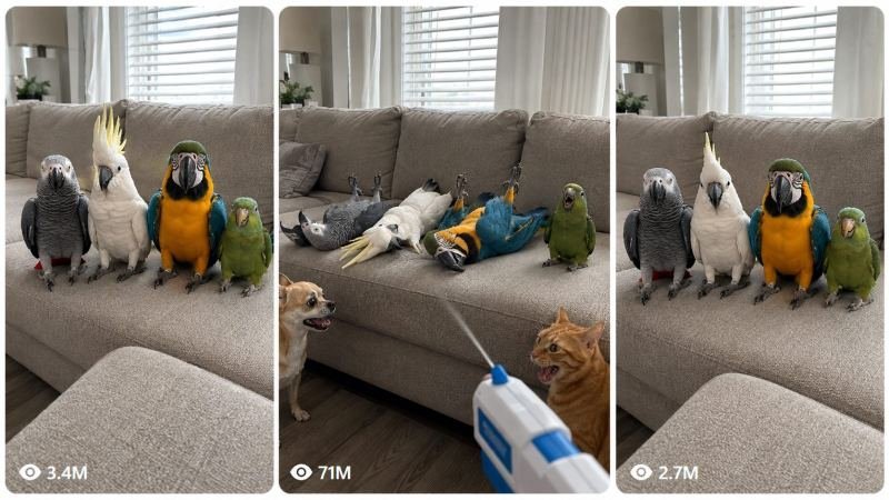 VIRAL DRAMATIC PARROT, PET & CUB